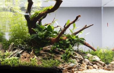 Things you need for your Planted Aquarium