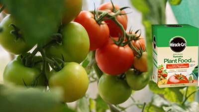 Best fertilizer for tomatoes