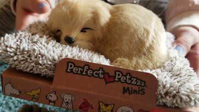 The Cutest Perfect Petzzz Dogs
