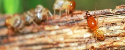 Pest Control Melbourne