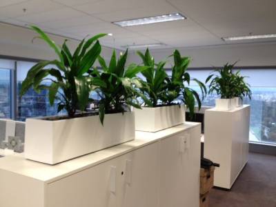 Luwasa Indoor Plant Hire