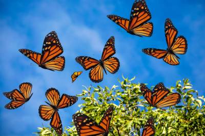 The Ultimate List of Butterfly Parks in the United States
