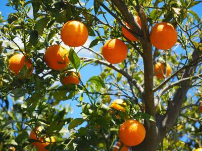 Best Fruit Trees to Plant
