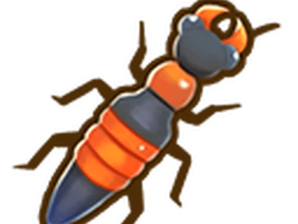 Rove Beetle Coral Island Insect Checklist
