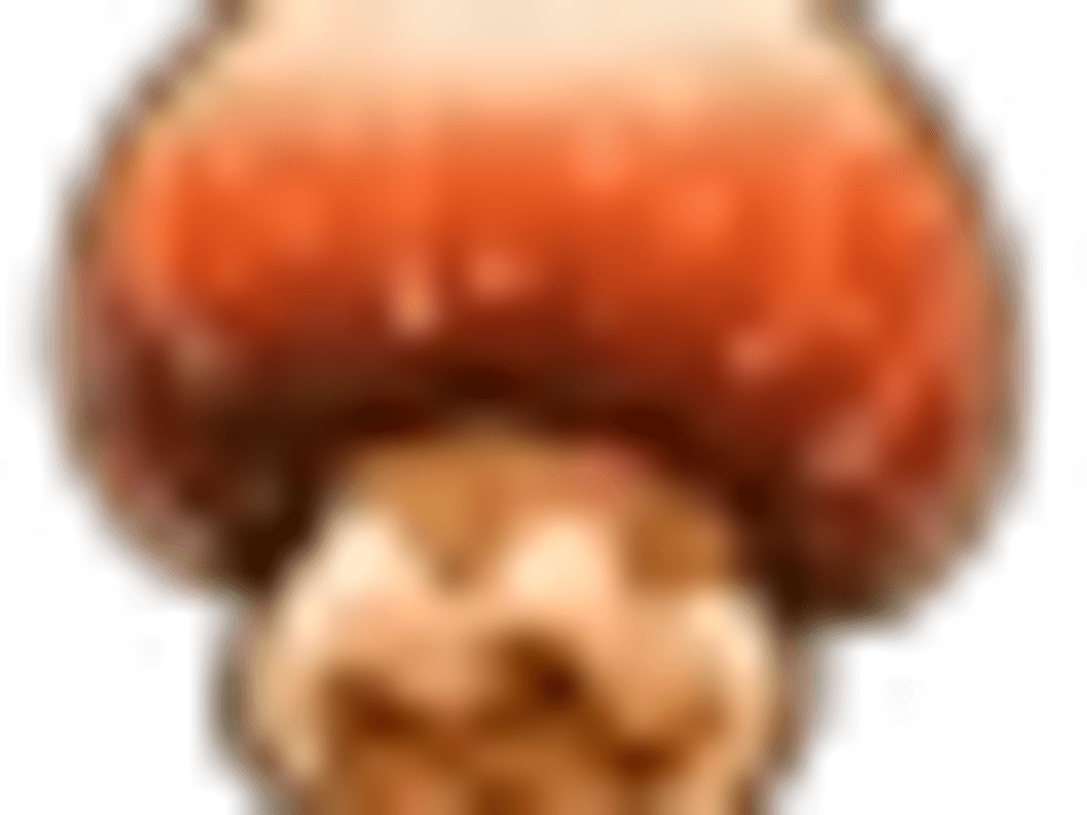 Cannonball Jellyfish Coral Island Lake Temple Checklist
