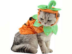 Pet Pumpkin Costume