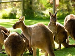 Visit the Healesville Sanctuary