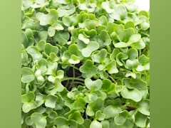 Kale
