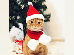 Cat Santa Hat with Scarf