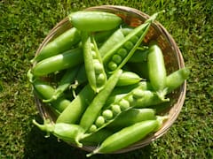 Fresh garden peas/snow peas