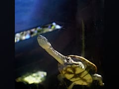 Roti Island snake necked turtle