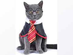 Cat Costume Funny Pet Clothes Kitten Cosplay Clothing