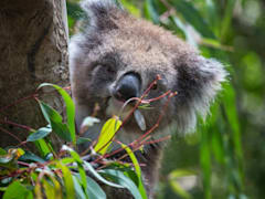 Visit the Melbourne Zoo