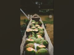 Organize green coconuts