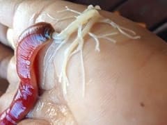 Proboscis worm