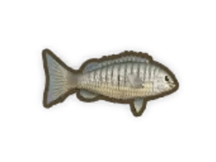 Dinkum - Fishing, Critter & Bug List by @woothie - Listium