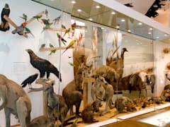 Visit the Melbourne Museum for a special exhibition