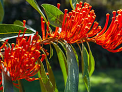 Stroll through the Royal Botanic Garden and learn about the plant species native to Australia