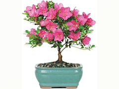 Indoor Pink Bonsai Tree