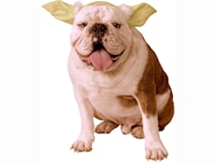 Classic Yoda Dog Headpiece
