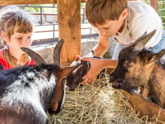 Visit a farm or petting zoo