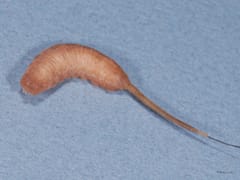 Rat-tailed maggot