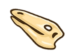 Plesiosaurus Skull