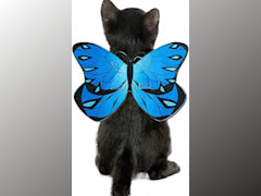 Cat Butterfly Costume Wings
