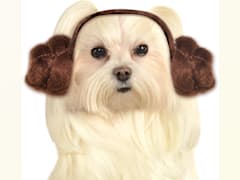 Dog Headband Princess Leia Buns