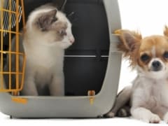 Organize transport for pets