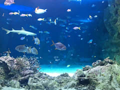 Explore the underwater world at the SEA LIFE Sydney Aquarium
