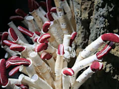 Giant tube worm