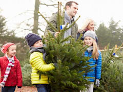 Pick and cut a Christmas tree together