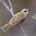 Brown-headed Honeyeater