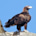 Wedge-tailed Eagel