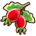 Rose Hip