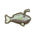 Deep Fish