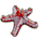 Red Knob Starfish