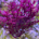 Red Bush Gracilaria