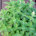 Catnip