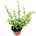 Portulacaria Afra (Elephant Bush)
