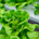 Lettuce (Mixed Variety)