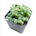Senecio rowleyanus (String of Pearls)