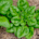 Spinach