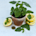 Lemon Balm