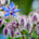 Borage