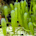 Caulerpa Mexicana