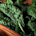 Kale