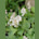 Tiarella cordifolia (Foamflower)