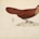 Mesitornithiformes